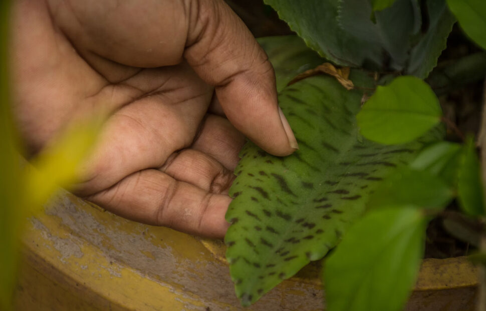 Ceiba que arropa el sistema agroalimentario afrocampesino, Créditos foto: Camilo Ara 