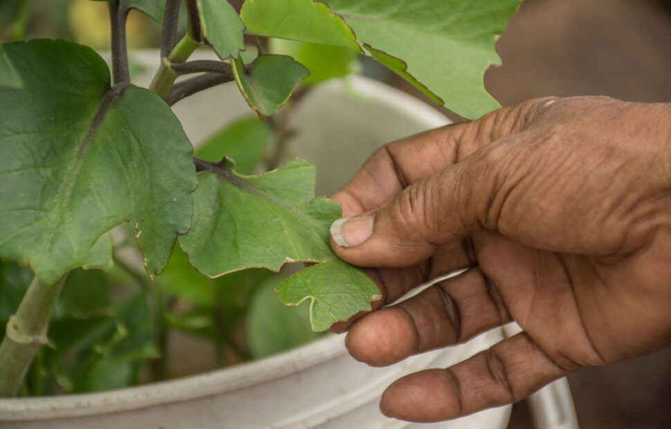 Variedad de flora en los jardines afrocampesinos de Sabana El Medio, Créditos: Camilo Ara 