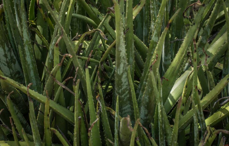 Vegetación en Provincial, Créditos:  Camilo Ara
